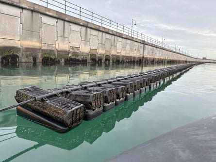 A line of metal mesh baskets filled with oysters in the sea next to a harbour wall