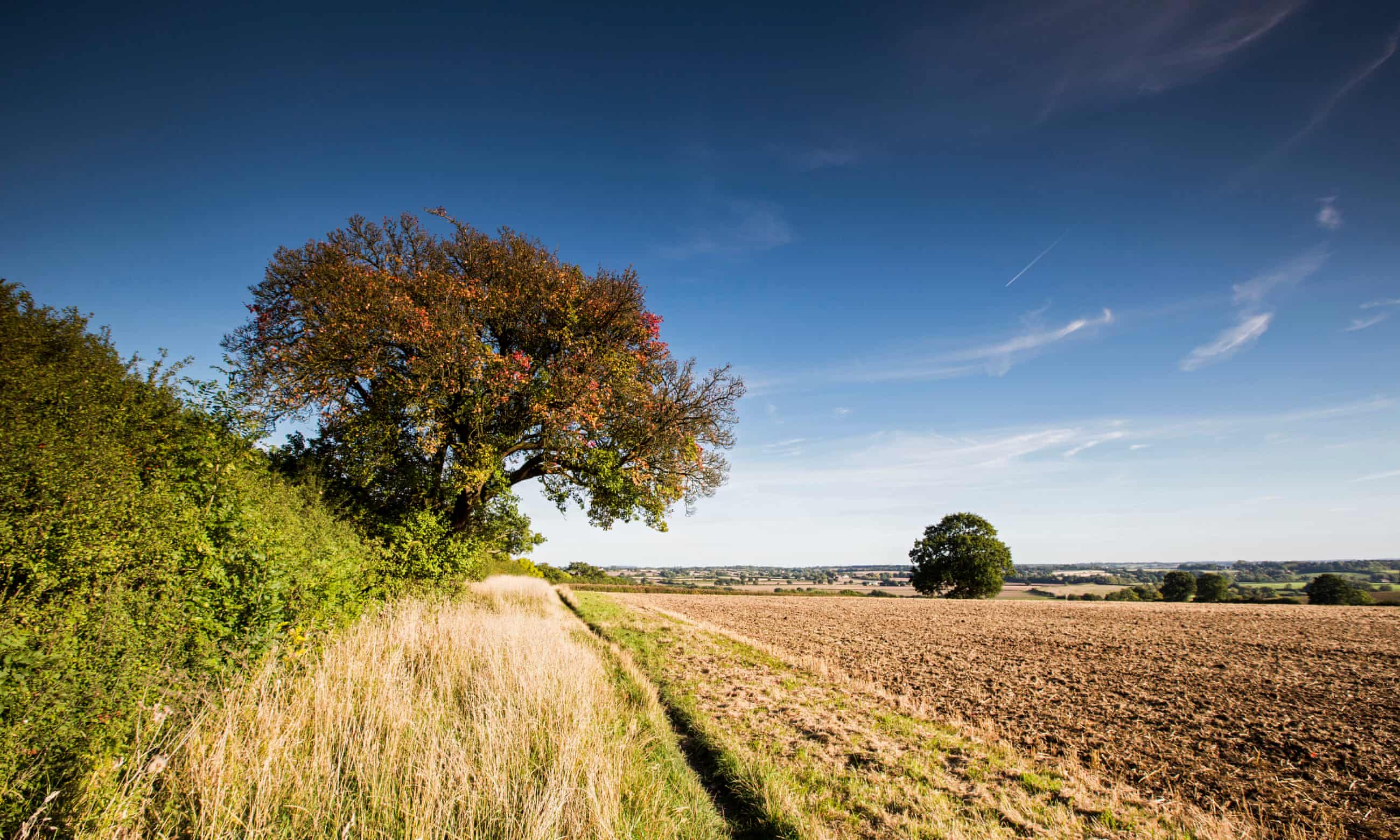 A beautiful 250 year old pear tree that was voted Tree of the Year 2015 has been cut down by construction (or destruction) workers in Cubbington near Kenilworth, where the controversial HS2 train line is also planned to invade. Teams of workers preparing the ground were already visible on my last visits to Warwick at the turn of the year last Winter... Many more ancient trees and woodlands are threatened by the construction of the high speed train line, whose carbon reduction impact is unclear, given the cost of the construction and the energy required by high speed.
