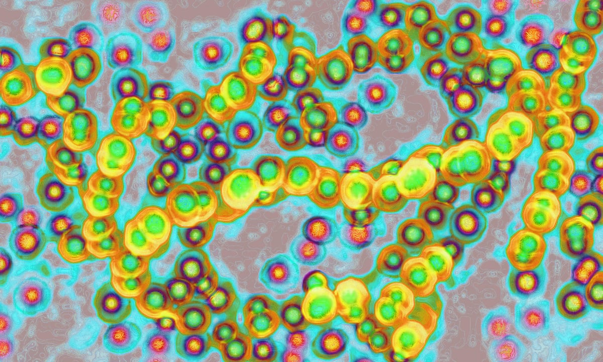 Feve Shape Scarlet Fever Bacteria Shape