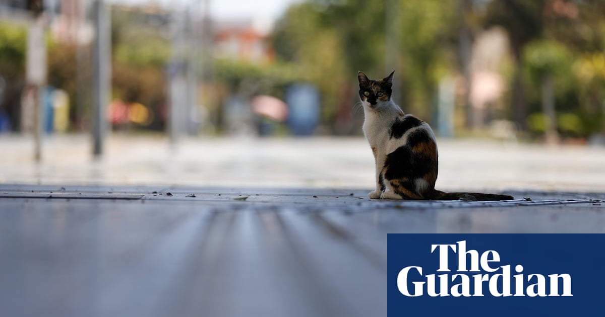 Shelter releases 1,000 feral cats on to Chicago streets to combat rat crisis