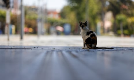 A cat is seen on an empty street in Antalya, Turkey. For the sixth consecutive year Chicago was named the ‘rattiest city’ in a poll conducted by Orkin, a US pest control company.