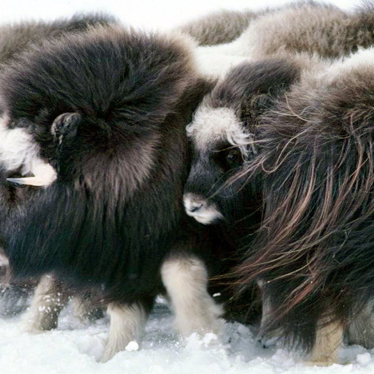 Alaska to allow hunting of doomed musk oxen that float away on sea ice | Alaska | The Guardian Alaska to allow hunting of doomed musk oxen that float away on sea ice | Alaska | The Guardian