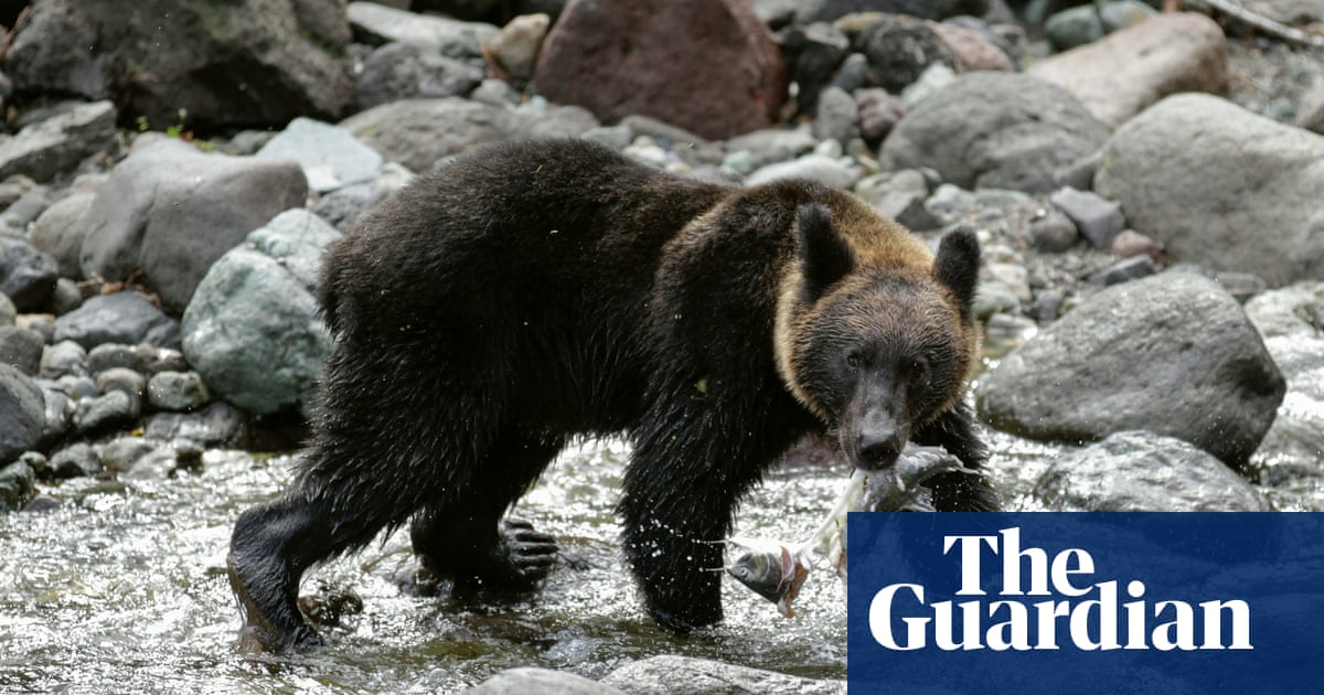Hunter missing in Japan as spate of bear attacks triggers emergency to be declared in northern town