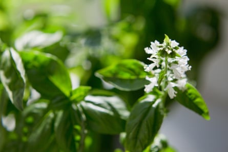 Blossoming basil