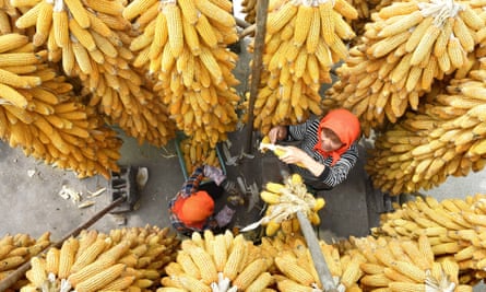 Farmers dry corn in east China’s Shandong province