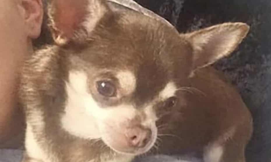 Gizmo the missing chihuahua