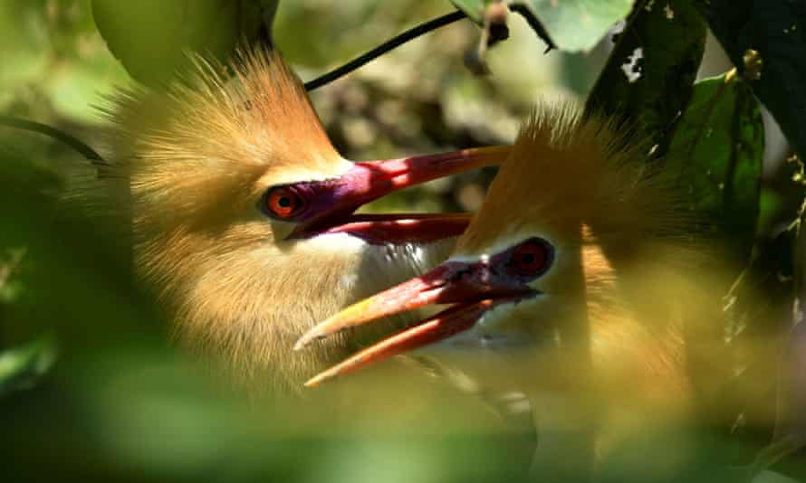 Two cattle egrets hide in the trees