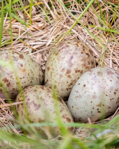 Curlew eggs