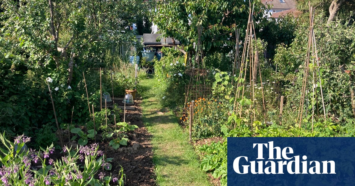Country diary: Last spring feels a long time ago in the allotment | Allotments Country diary: Last spring feels a long time ago in the allotment | Allotments