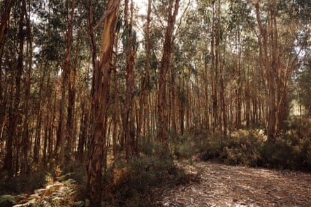 A landscape surrounded by eucalyptus plantations in different stages of growth, Pedrógão Grande