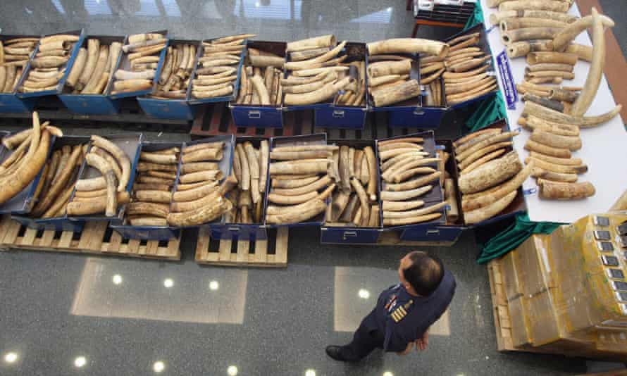 A Thai customs agent stands over a seized shipment of ivory from Uganda and Kenya worth more than $500,000.