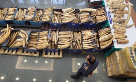 A Thai customs agent stands over a seized shipment of ivory from Uganda and Kenya worth more than $500,000.