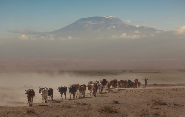 A herd of cows returning from a watering hole with Kilimanjaro in the distance, Amboseli national park. Photograph: Buena Vista Images/Getty Images