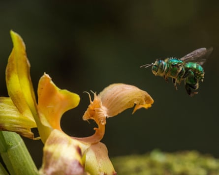 An orchid bee visits an orchid