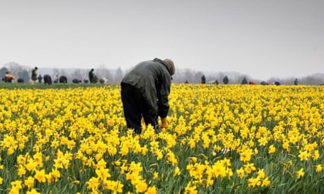 A worker from eastern Europe picks daffodils in a field