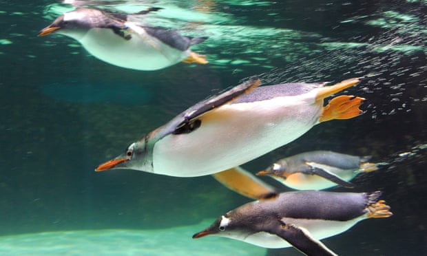 World Penguin Day Quiz Test Your Knowledge Of Our Flightless Friends Animals The Guardian World Penguin Day Quiz Test Your Knowledge Of Our Flightless Friends Animals The Guardian