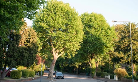 A tree-lined street in Finchley, London