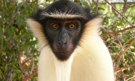 The Roloway monkey, one of the seven primate species pushed closer to extinction.
