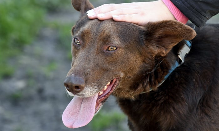 How Pets Are Helping Us Through The Coronavirus Crisis World News The Guardian