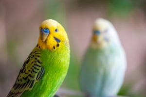 Two birds looking at camera