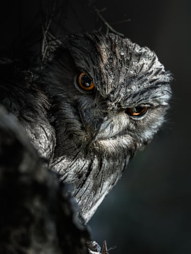 Tawny frogmouth against dark background
