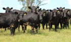 An Australian farmer has held the first carbon-neutral cattle sale – here’s how it works