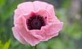 Pink,Flowers,Of,Oriental,Poppy,'coral,Reef',With,Black,Center<br>Pink flowers of Oriental Poppy 'Coral Reef' with black center (Papaver orientale)