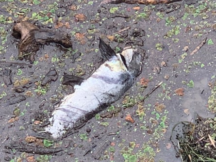 A dead fish in sludgy water
