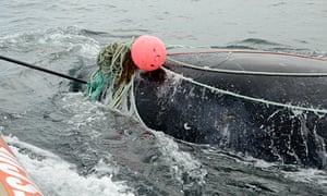 Joe Howlett helped rescue a Young right whale tangled in fishing gear in Canada’s Bay of Fundy.