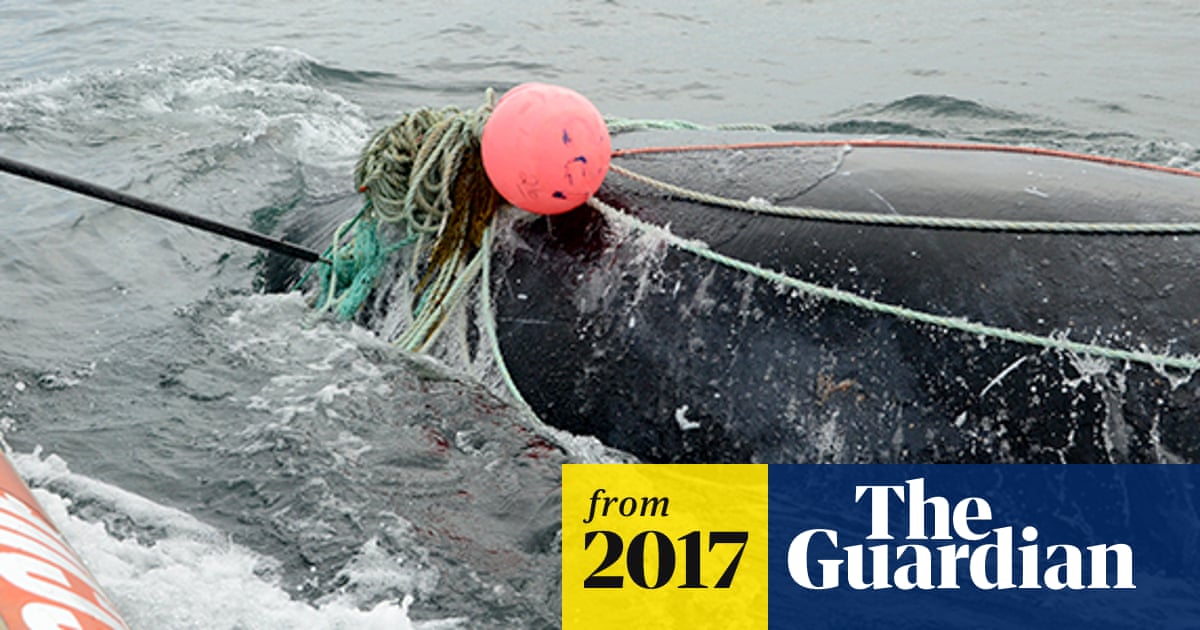 Canada fisherman killed by whale moments after rescuing it from net
