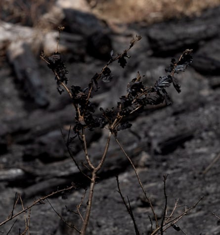 The fire damage to plant life.
