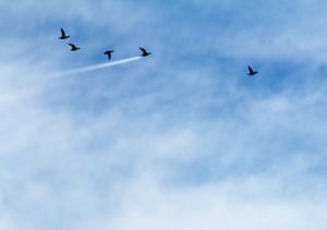 John Threlfal won the Up in the Air category with this shot of a duck flying in front of a plane trail in Preston, UK.