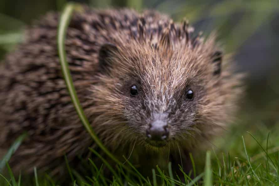 A young hedgehog (<em>Erinaceus europaeus</em>) in Burley-in-Wharfedale, Ilkley, Yorkshire, England.
