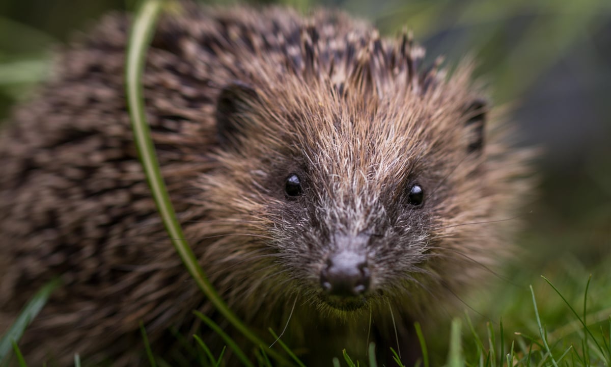 Hedgehogs Now A Rare Garden Sight As British Populations Continue To Decline Wildlife The Guardian