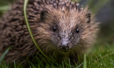 The UK hedgehog population is thought to number less than 1 million, down from more than 30 million in the 1950s. 