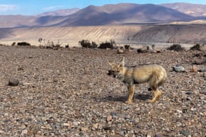 An Andean wolf near where the Dominga mining project will be built, in La Higuera, Chile.