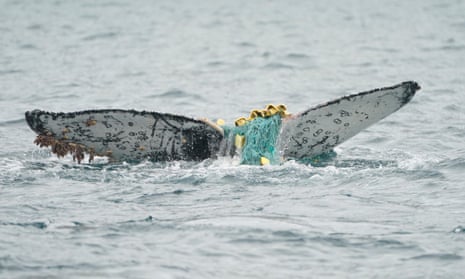Entangled humpback whale's sad fate has researchers calling for