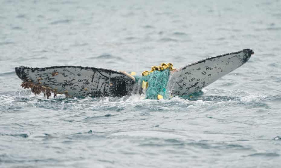 Researchers observed a humpback whale in Antarctica entangled in fishing nets