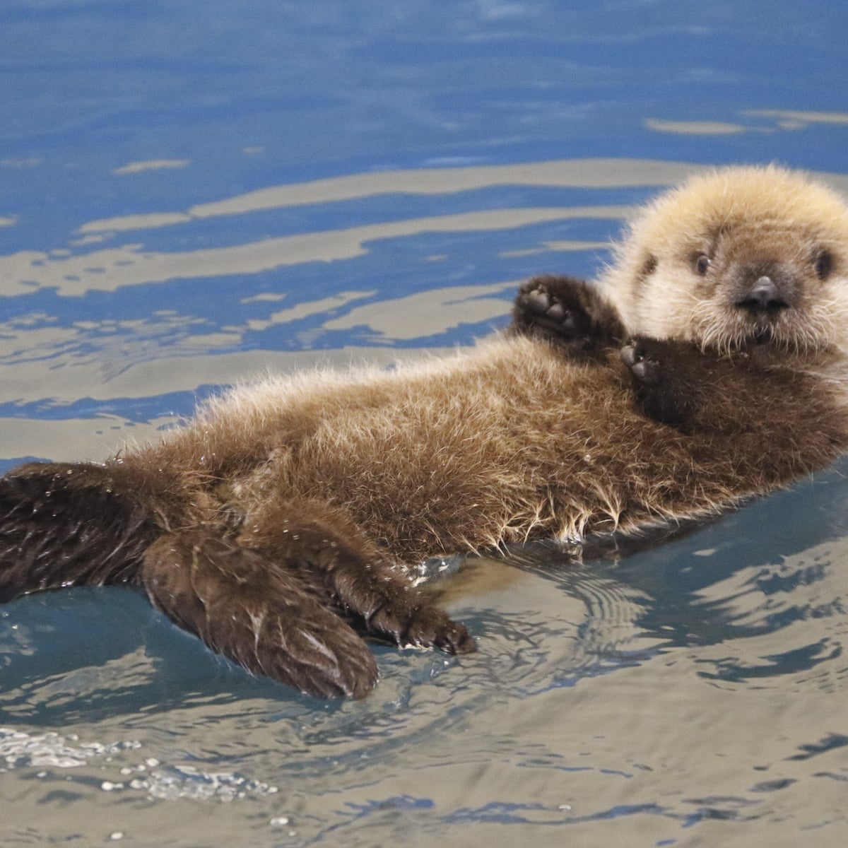 The Alaska facility giving aquatic animals a 'second chance at life' | Public lands | The Guardian The Alaska facility giving aquatic animals a 'second chance at life' | Public lands | The Guardian