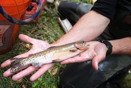 Trojan trout: could turning an invasive fish into a 'super-male