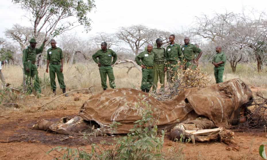 Wildlife rangers with the carcass of an elephant, in Tsavo East, Kenya