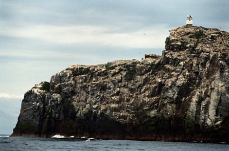 View of gannets perched on rocky island