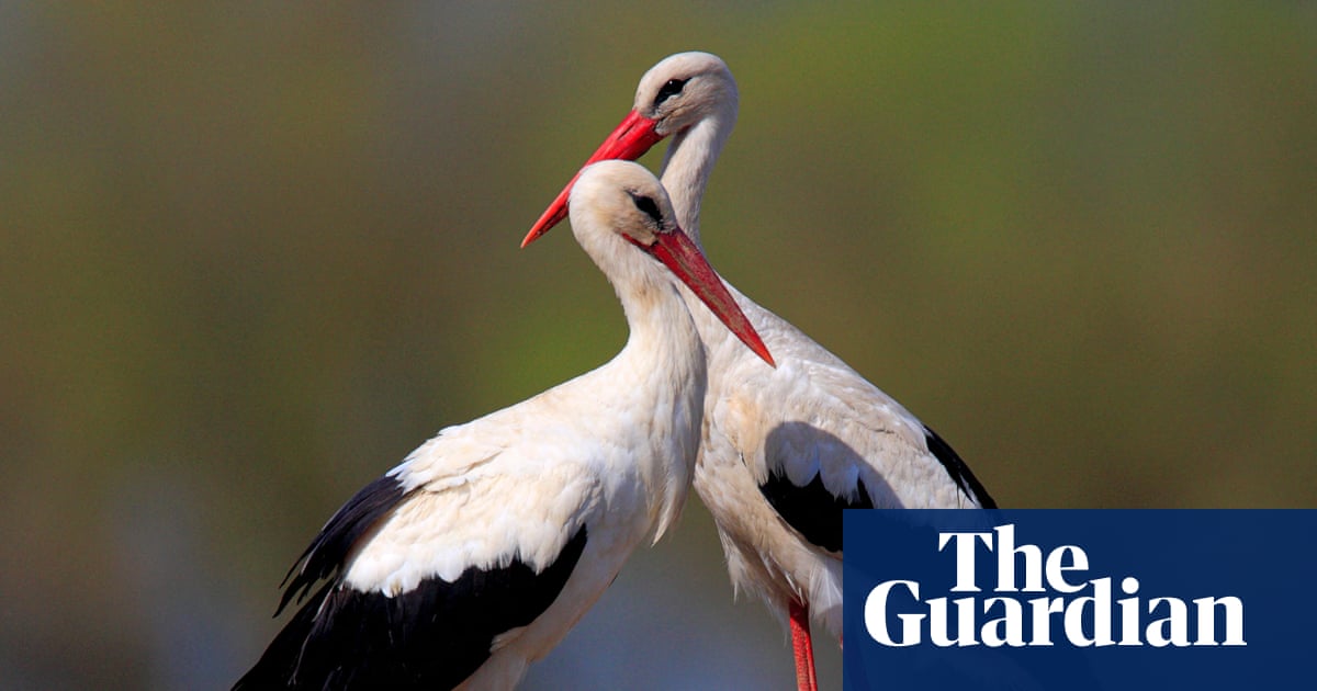 Country diary: A jaw-dropping bounty of wildlife – and a reminder of what Britain has lost | Poland Country diary: A jaw-dropping bounty of wildlife – and a reminder of what Britain has lost | Poland