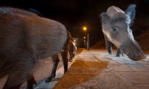 Wild boar come out at night to look for food in Barcelona, Spain.