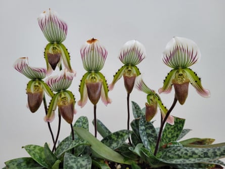 Paphiopedilum callosum var. warnerianum from a 2009 shipment of smuggled plants, in bloom.