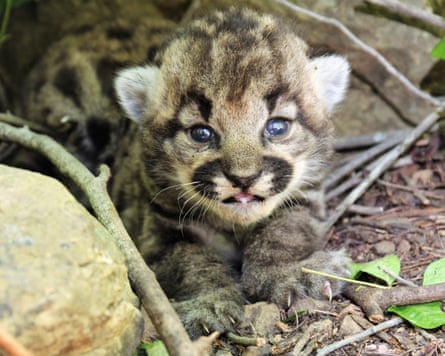National Park Service (NPS) biologists announced upland  lion P-77 precocious    gave commencement  to 3  pistillate  kittens.