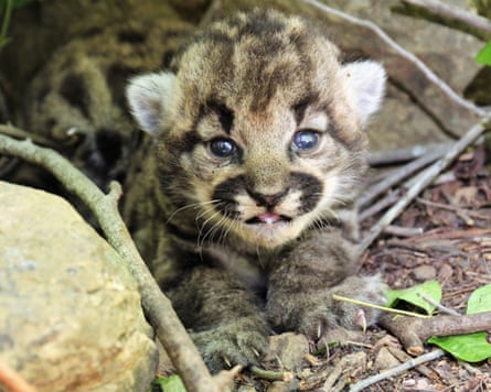 Chaton lion de montagne