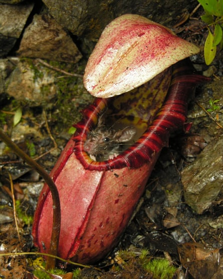 A rodent trapped inside a pitcher plant in the Philippines.