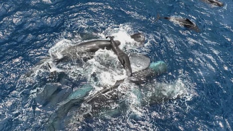 Rare footage shows whales working together to support mother and her newborn – video Rare footage shows whales working together to support mother and her newborn – video