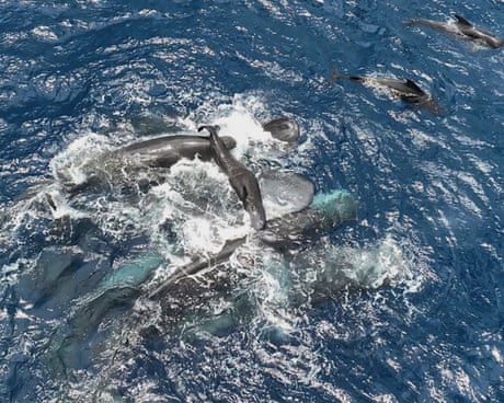 Scientists film whale giving birth while other whales work together to help her